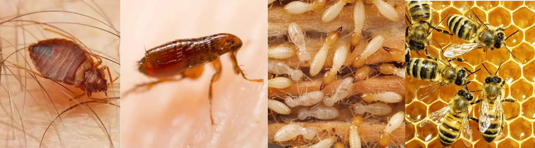 Bedbug Pest Control Services