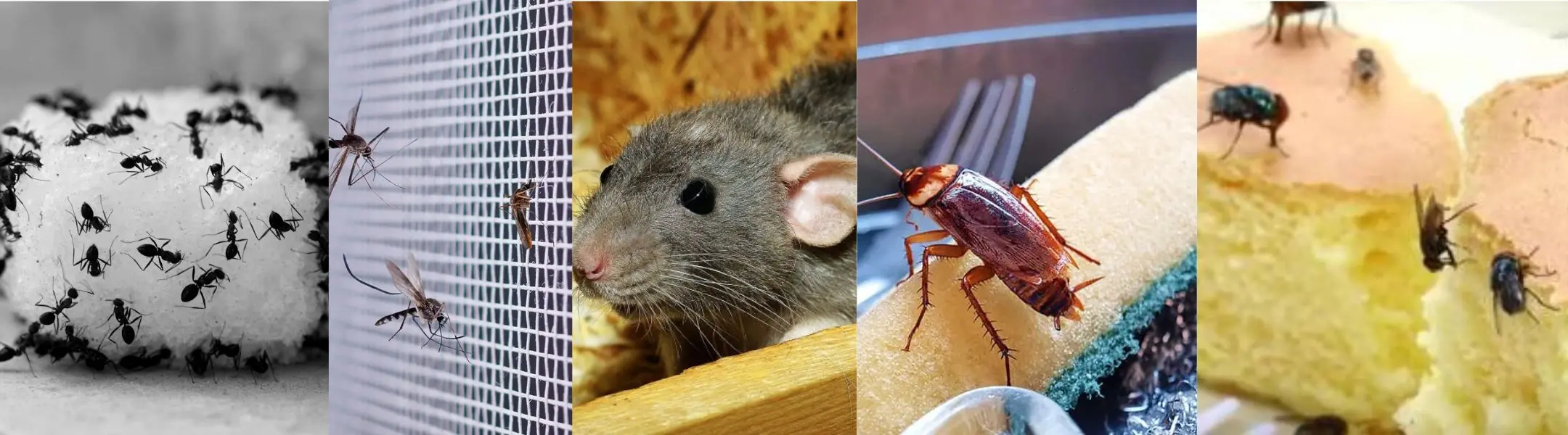 Ant Pest Control Services