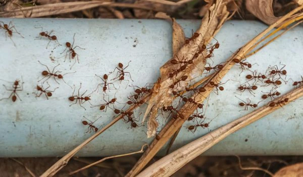 Ant Control services Sharjah