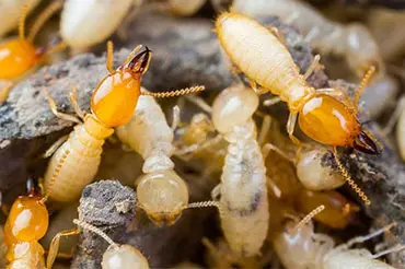 Termite Pest Control in Dubai